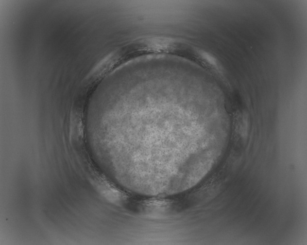 X0000080680313200701121706