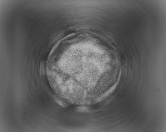 X0000080680335200701121705