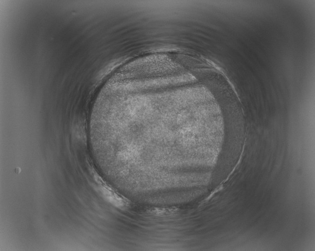 X0000080680345200701121704