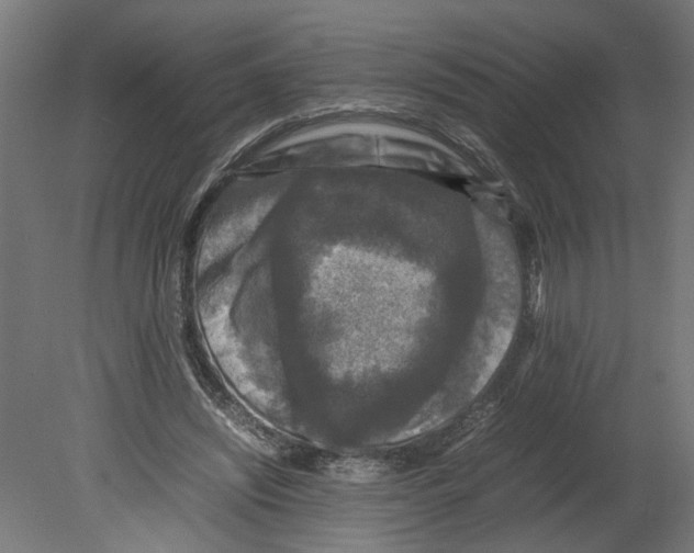 X0000080680444200701121703