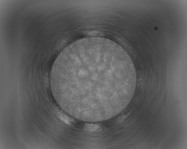 X0000080680469200701121703