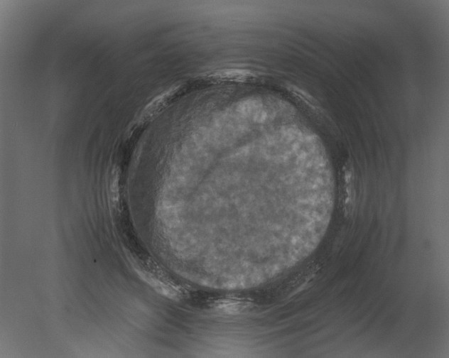 X0000080680504200701121702