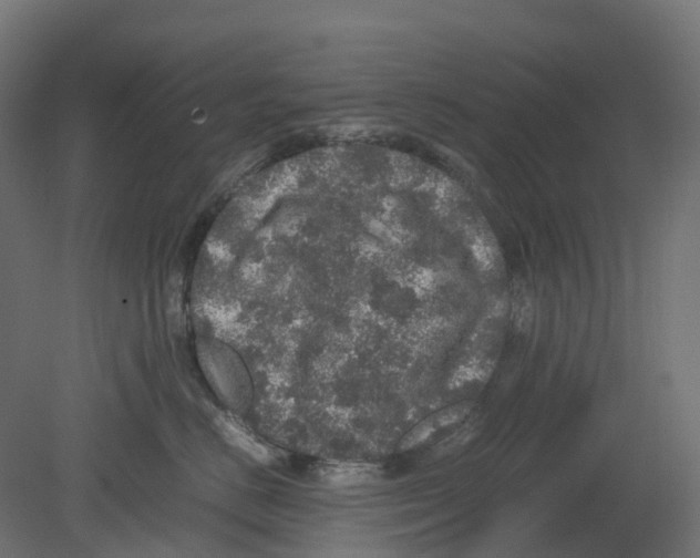 X0000080680670200701121700