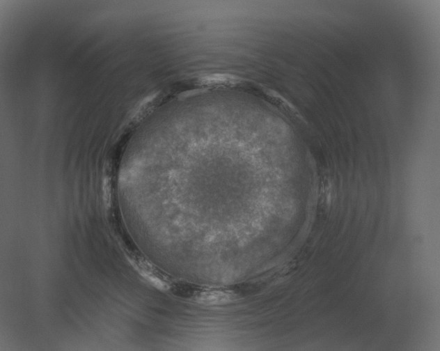 X0000080680716200701121659