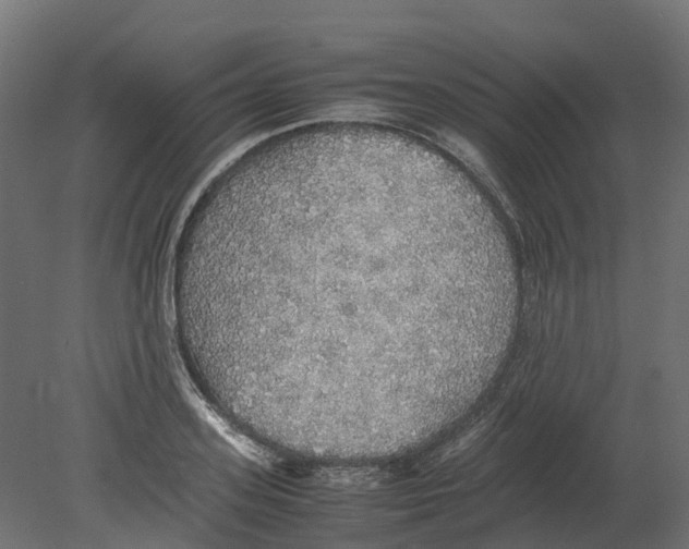 X0000080680939200701121655