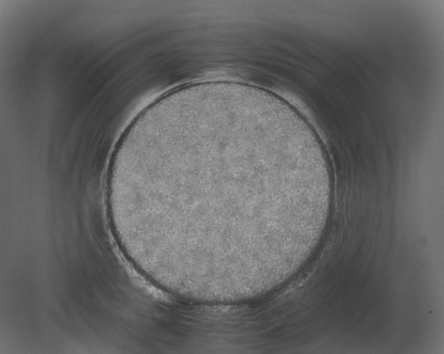 X0000080680949200701121655