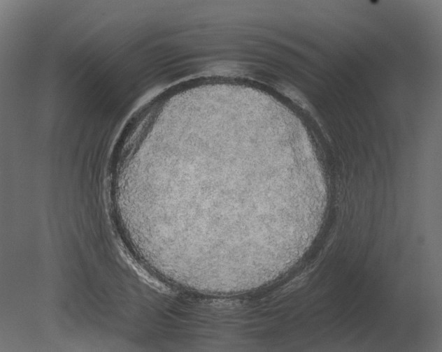 X0000080681029200701121653