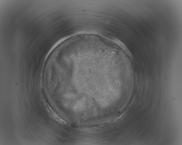 X0000080681052200701121654