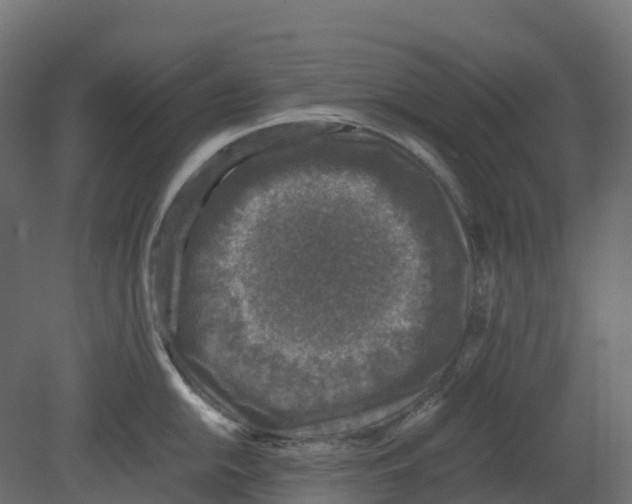 X0000080681054200701121654