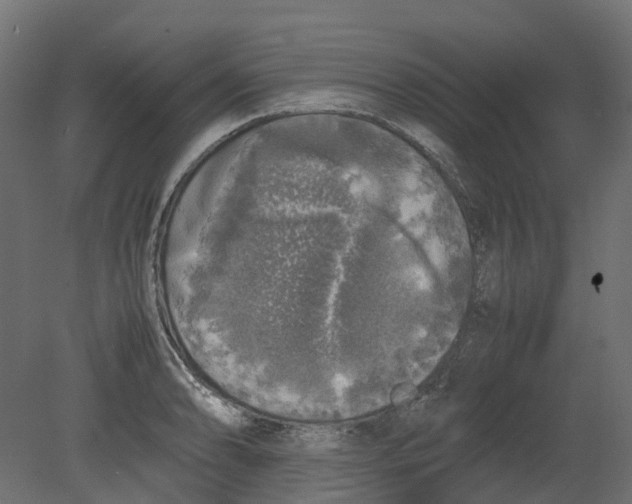 X0000080681086200701121652