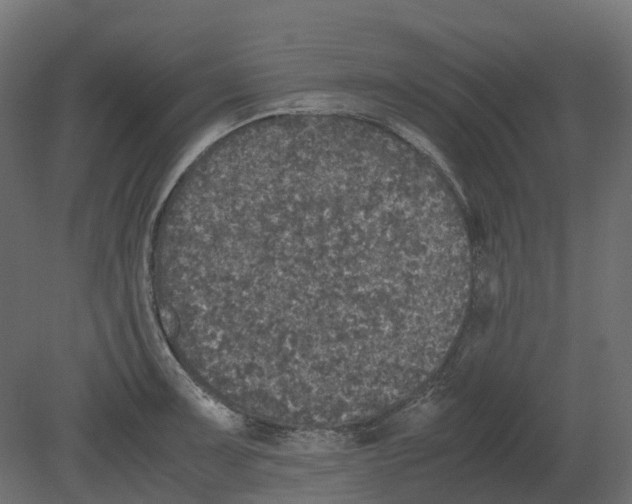 X0000080681091200701121652