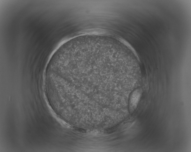 X0000080681099200701121652