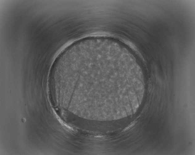 X0000080681229200701121650