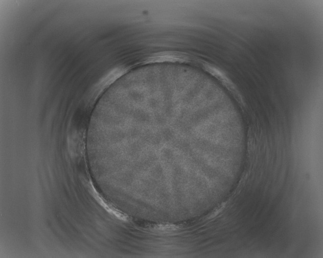 X0000080681233200701121650