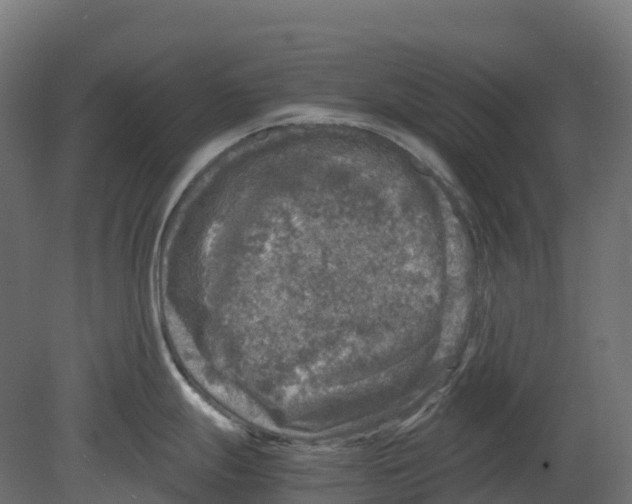 X0000080681247200701121650