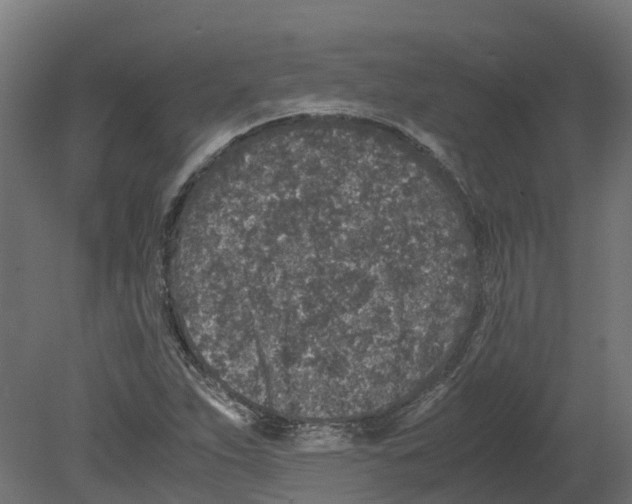 X0000080681263200701121649