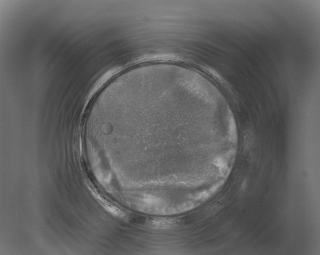 X0000080681274200701121649