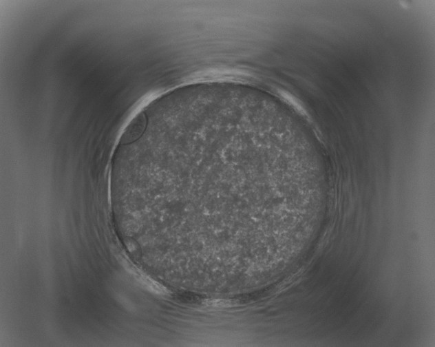 X0000080681275200701121649