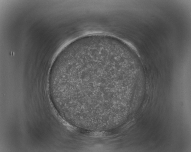 X0000080681279200701121649