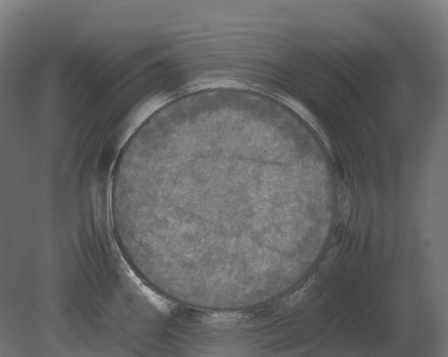 X0000080681290200701121649