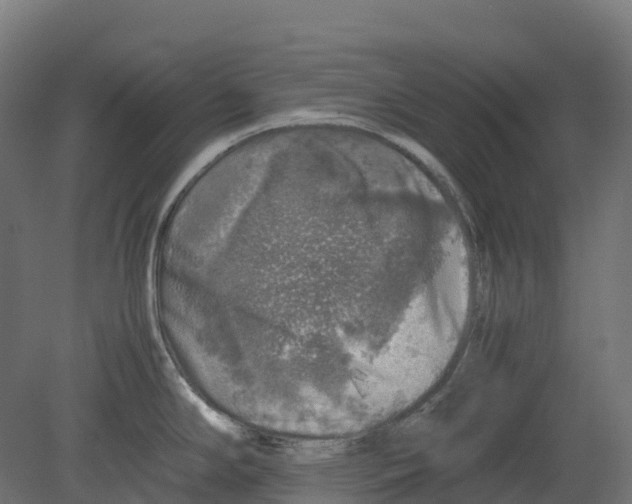 X0000080681294200701121649