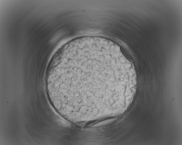 X0000080681432200701121647