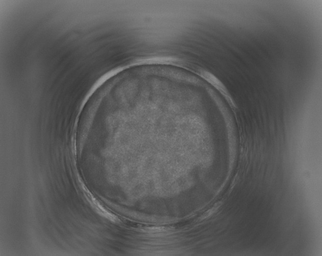 X0000080681436200701121647