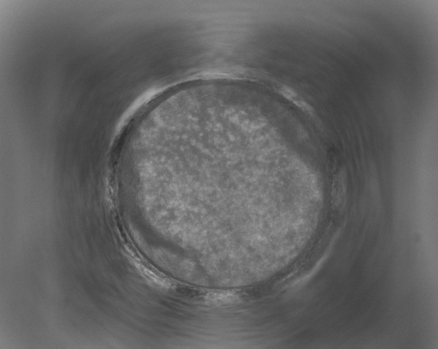 X0000080681454200701121646