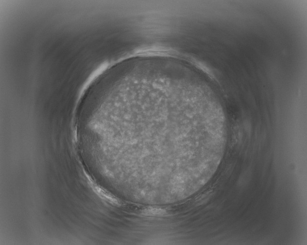 X0000080681462200701121646