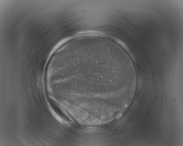 X0000080681482200701121646