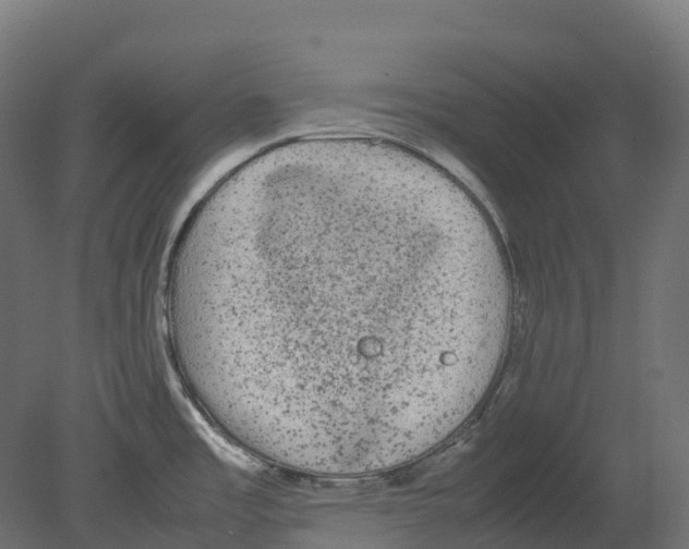 X0000080681485200701121646