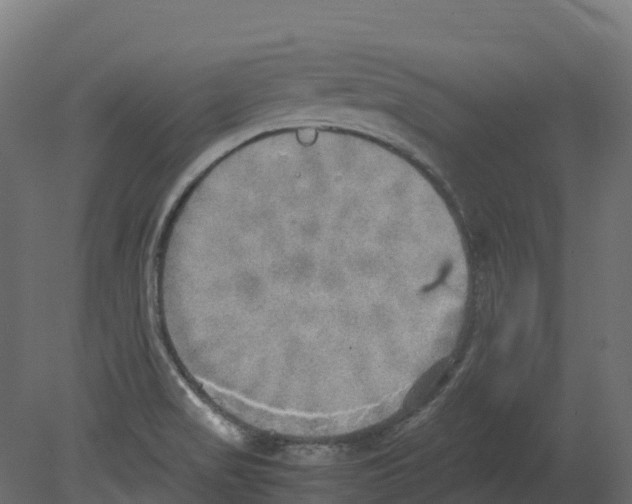 X0000080681517200701121645