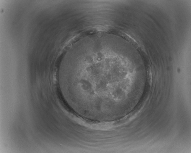 X0000080690032200612221104