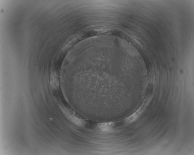 X0000080690136200612221102