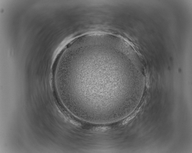 X0000080690152200612221101