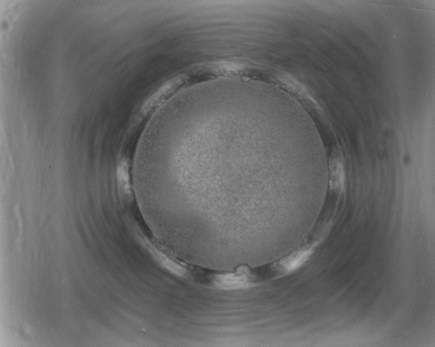 X0000080690238200612221100