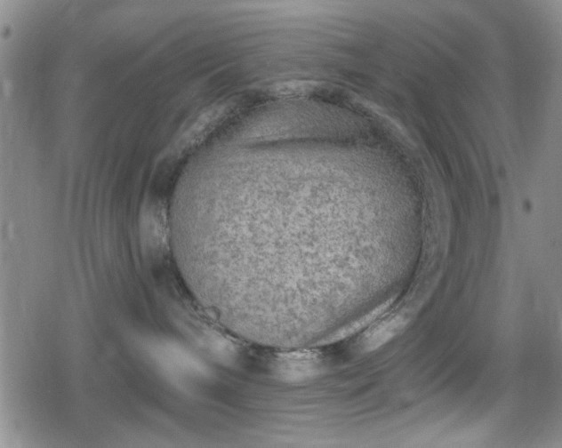 X0000080690240200612221100