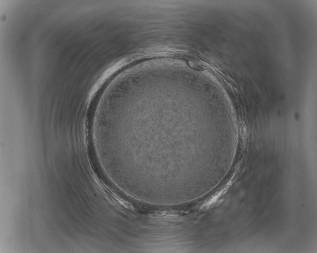 X0000080690244200612221059