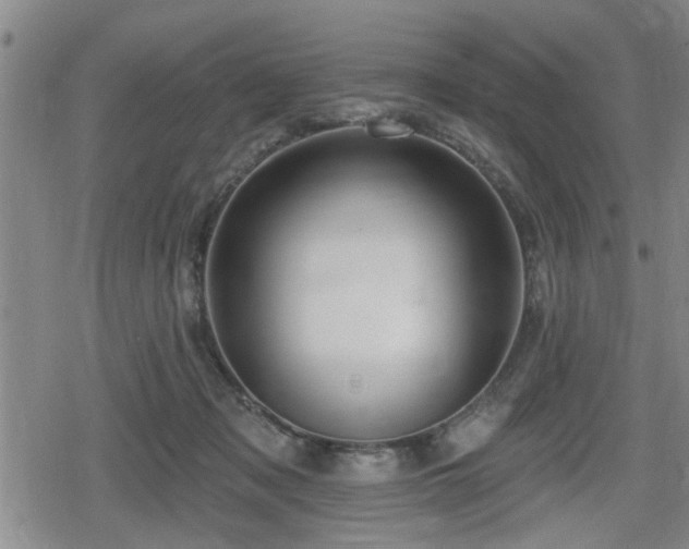 X0000080690317200612221059