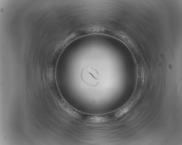 X0000080690326200612221059