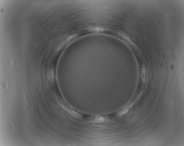 X0000080690330200612221059