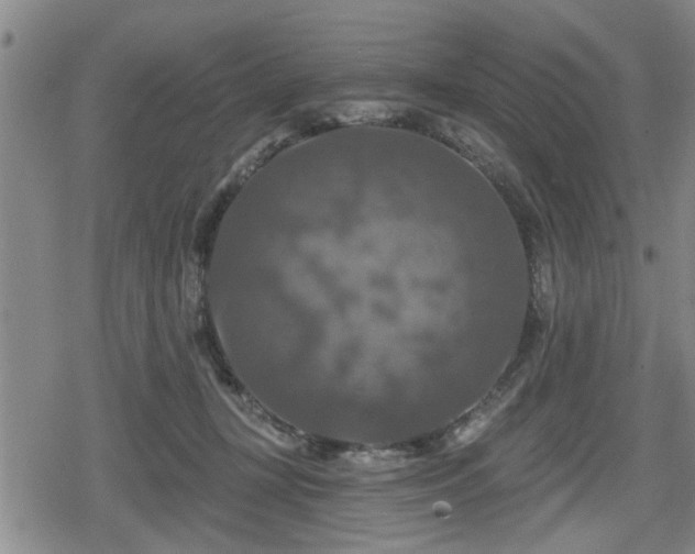 X0000080690367200612221058