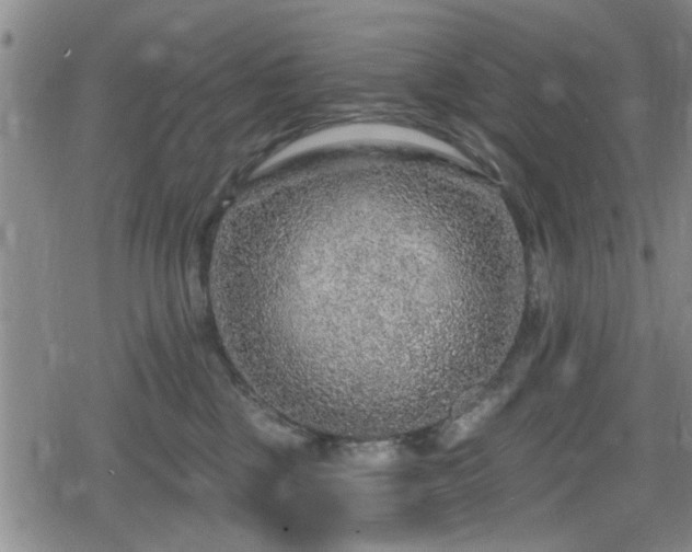 X0000080690377200612221059