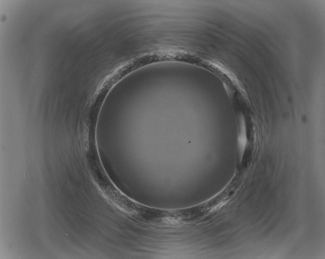 X0000080690496200612221056