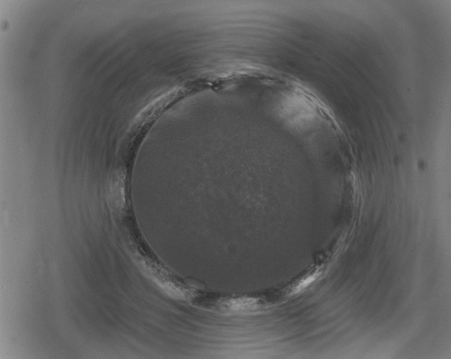 X0000080690501200612221056