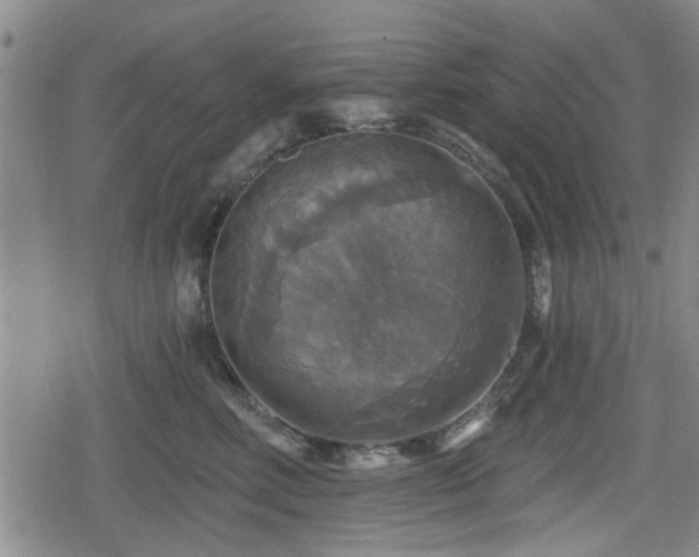 X0000080690618200612221054