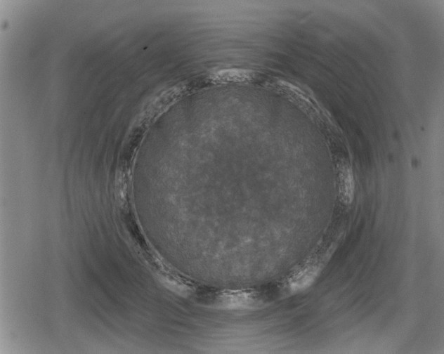 X0000080690701200612221053