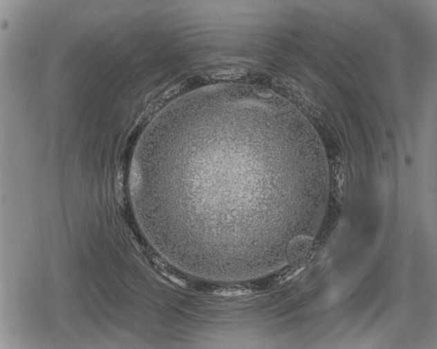 X0000080690745200612221052