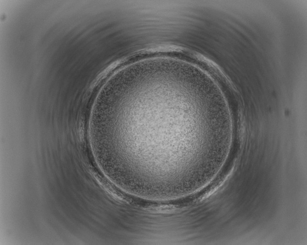 X0000080690833200612221050