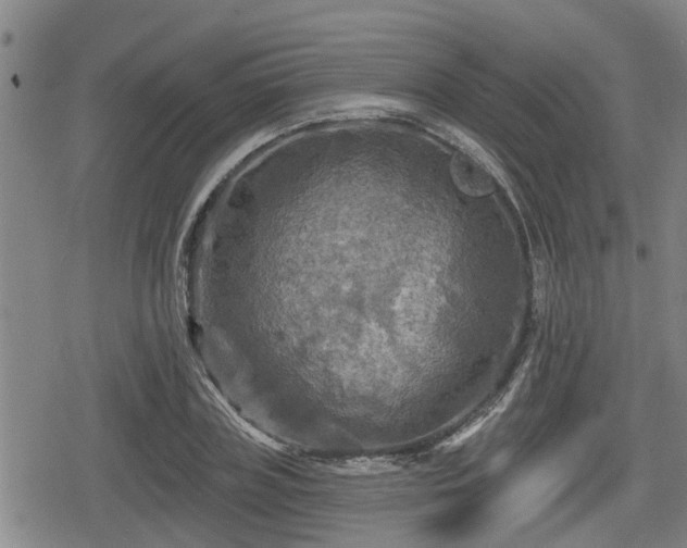 X0000080690835200612221050